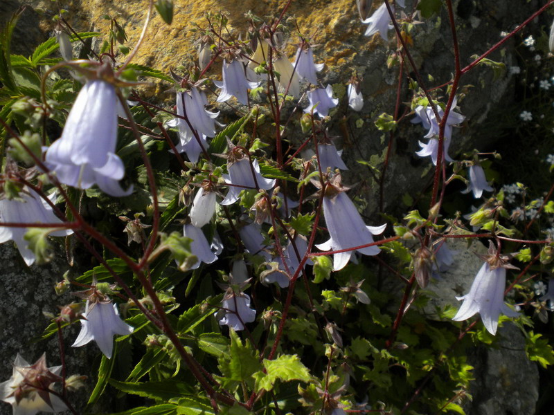 Campanula